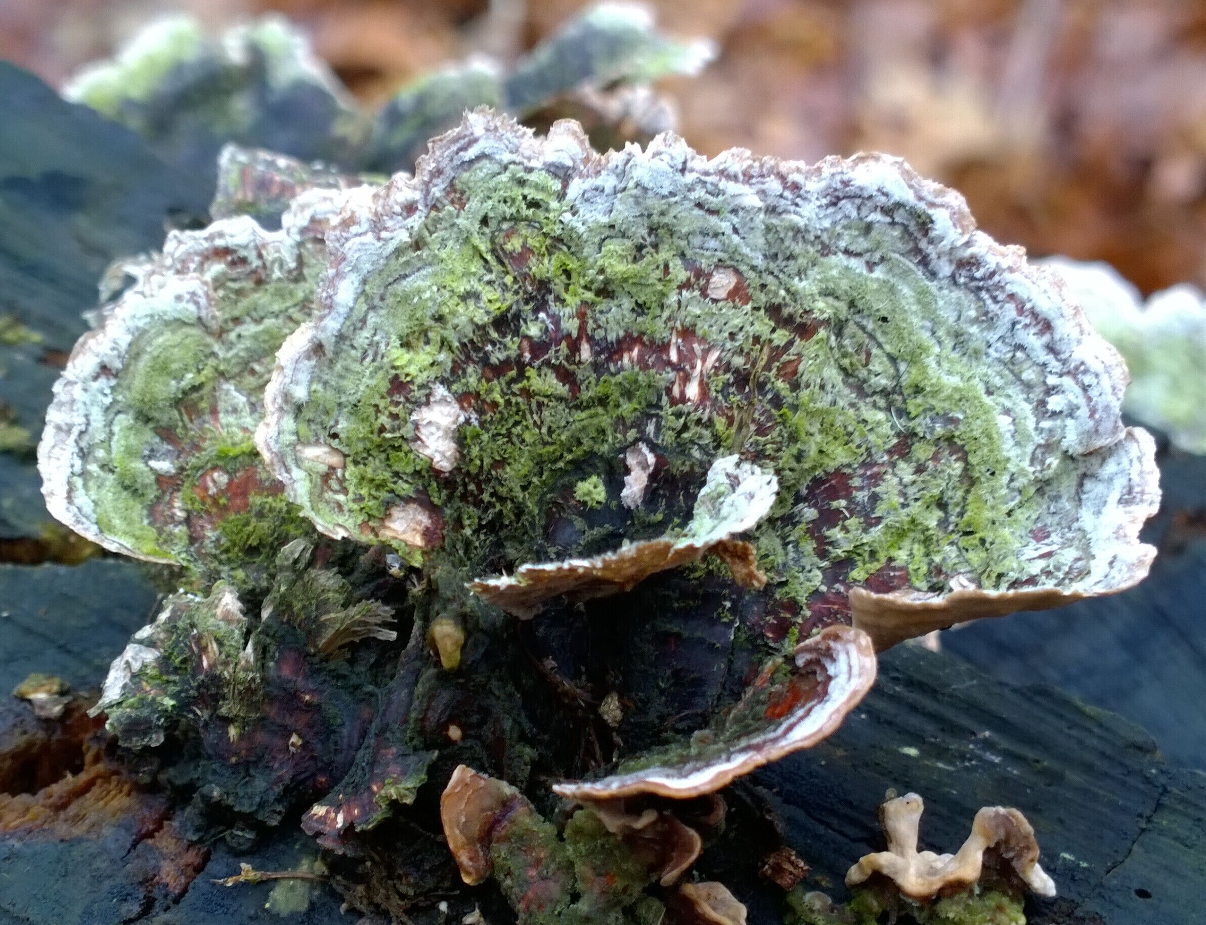 A fungus growing atop a rotting tree stump along the trail at Oakwoods Metropark.