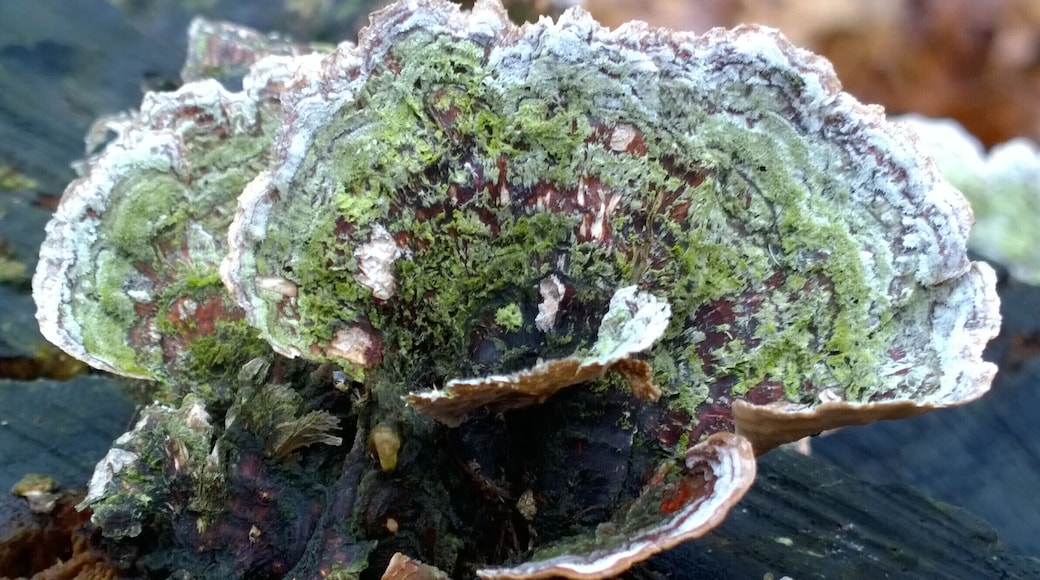 A fungus growing atop a rotting tree stump along the trail at Oakwoods Metropark.