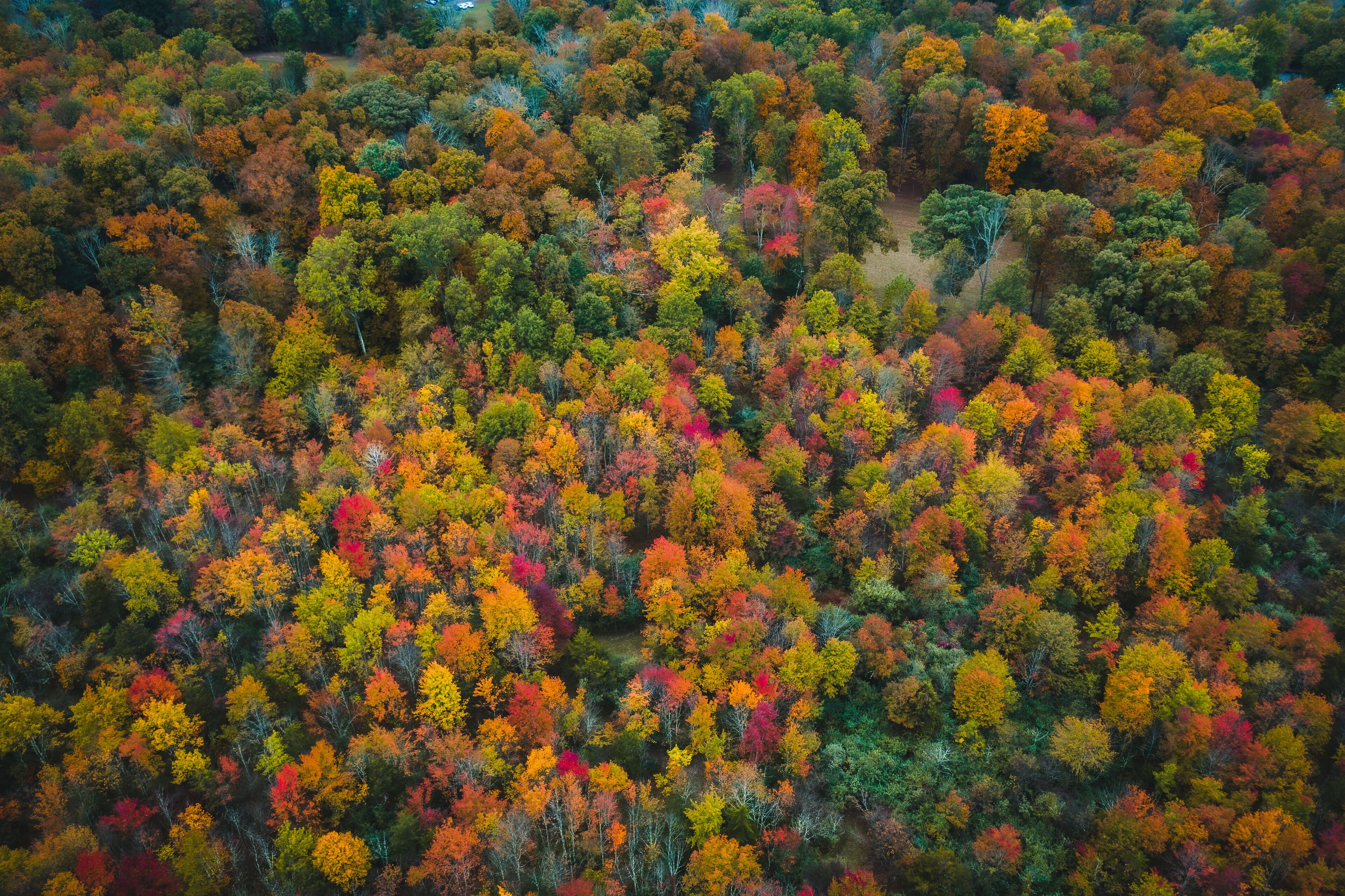 Aerial Drone of Fall Foliage in Flemington New Jersey