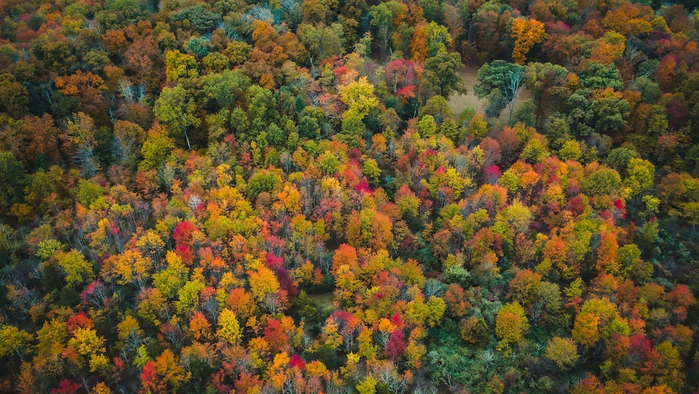 Eine Luftaufnahme eines dichten Waldes mit verschiedenen Bäumen in Herbstfarben.