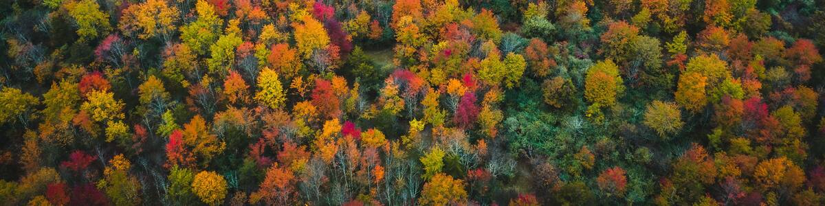 Aerial Drone of Fall Foliage in Flemington New Jersey