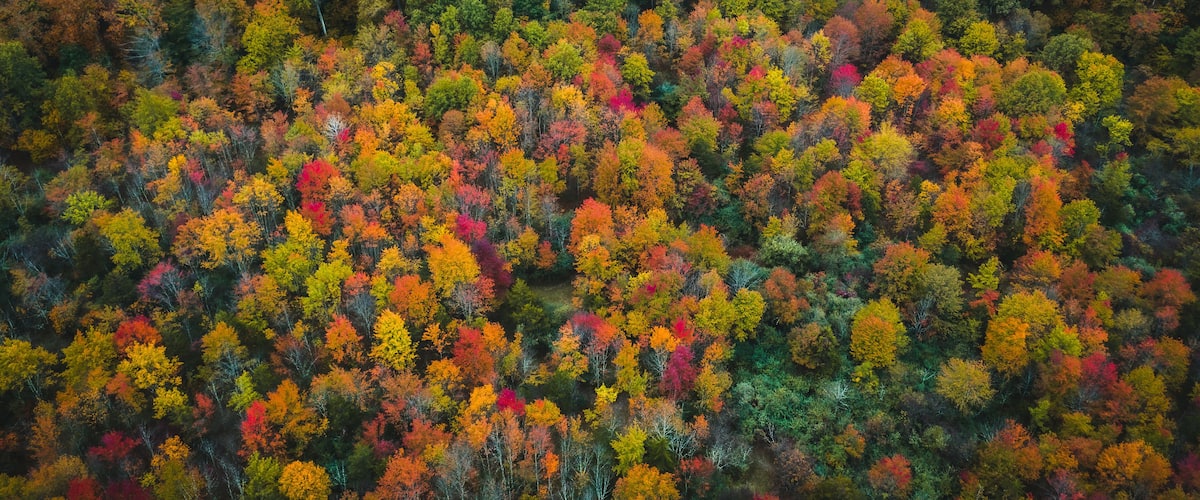 Aerial Drone of Fall Foliage in Flemington New Jersey