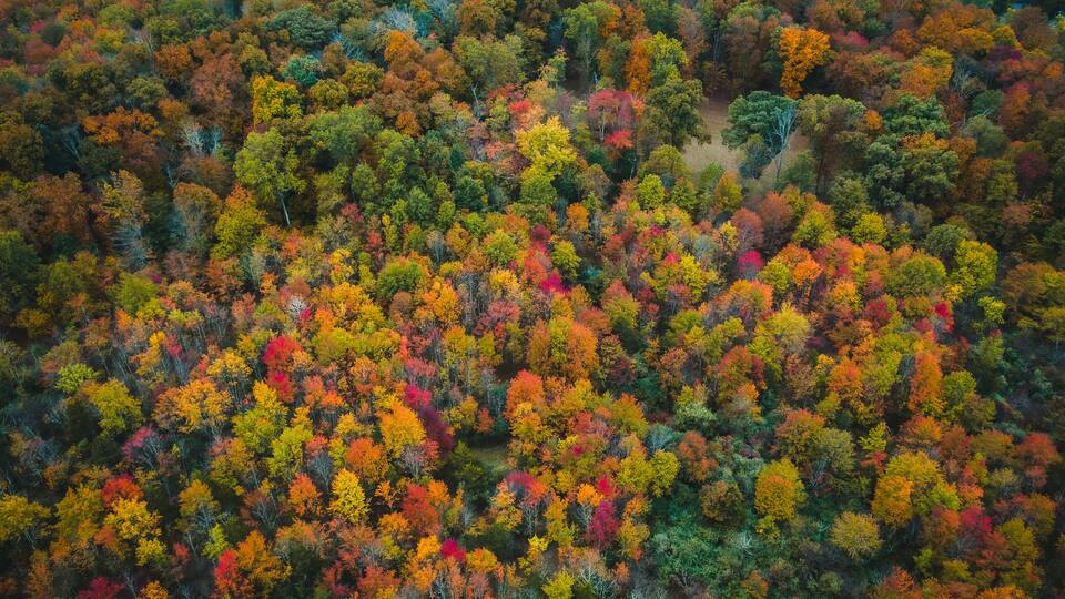 An aerial view of a dense forest with a variety of trees displaying autumn colors.