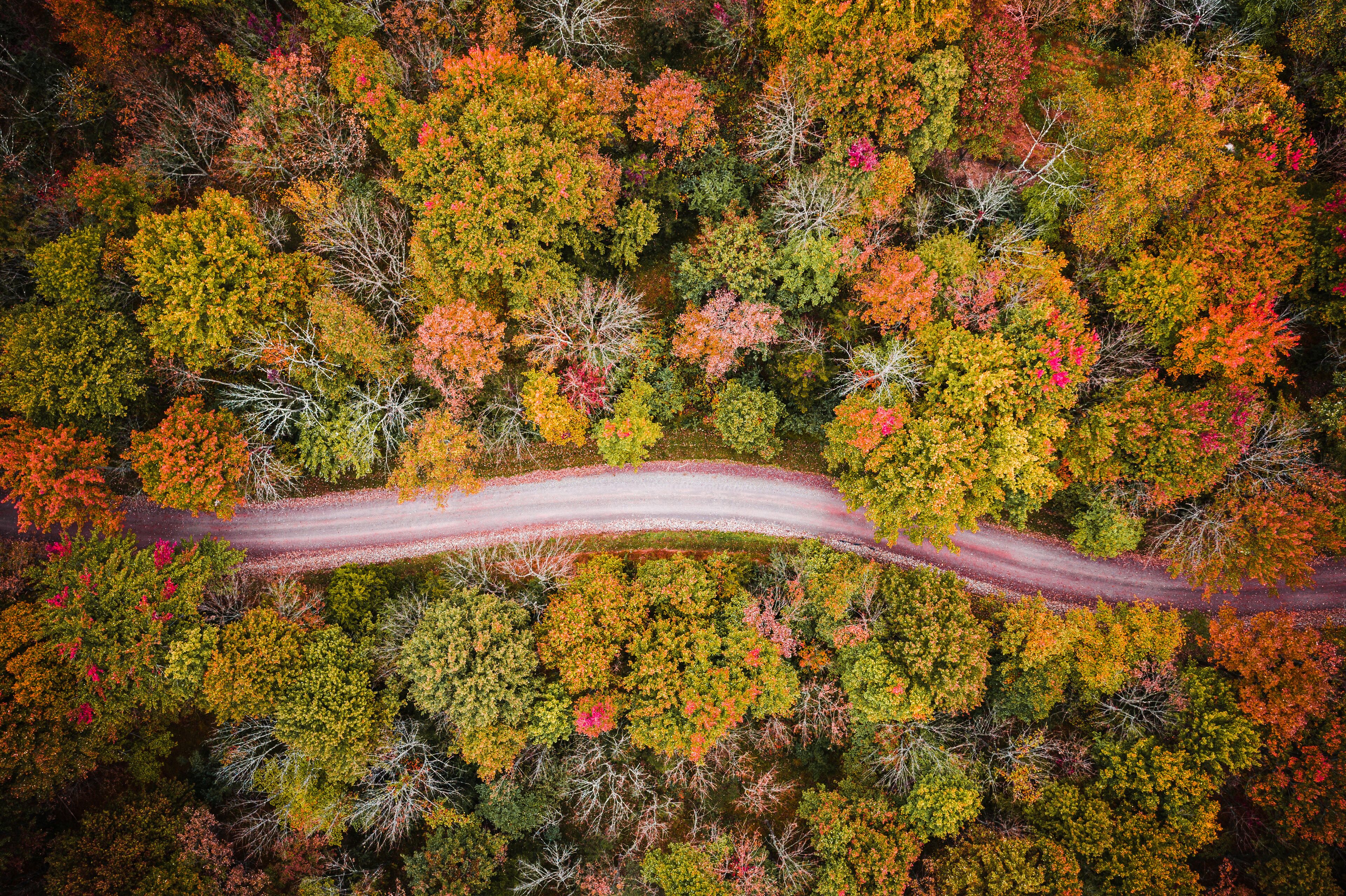Aerial Drone of Fall Foliage in Flemington New Jersey