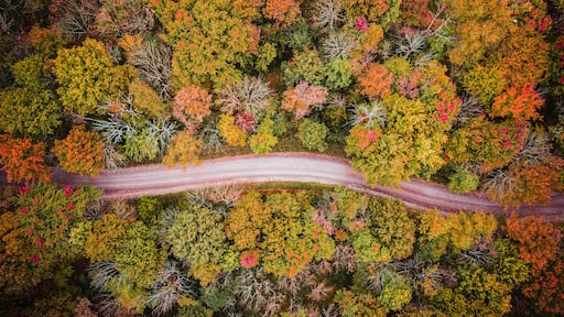 Aerial Drone of Fall Foliage in Flemington New Jersey