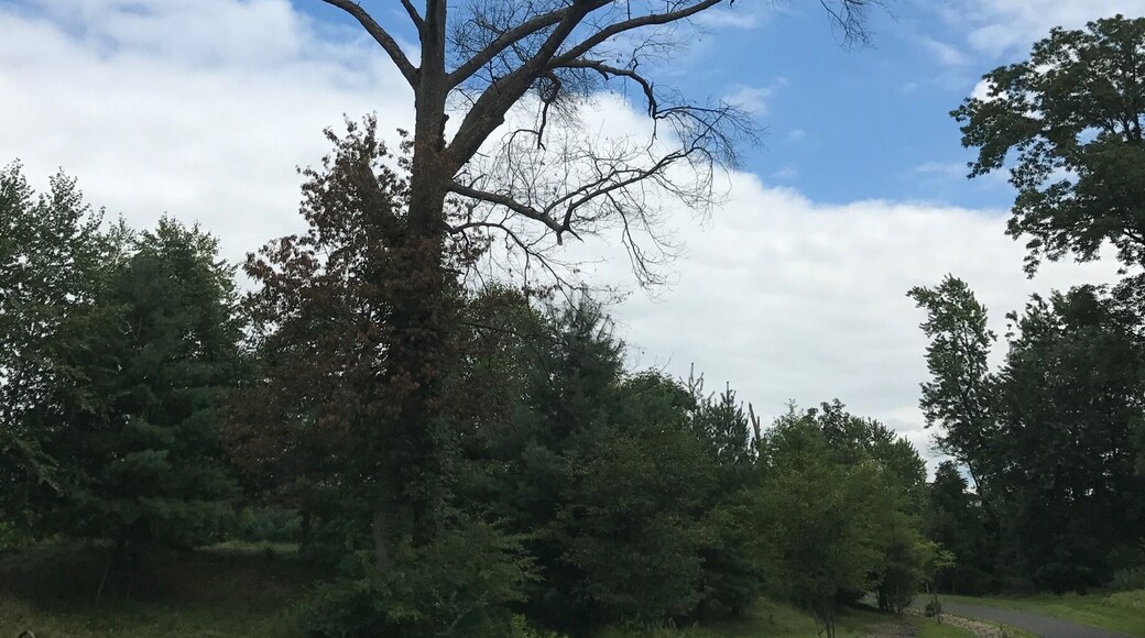 Love the look of old trees