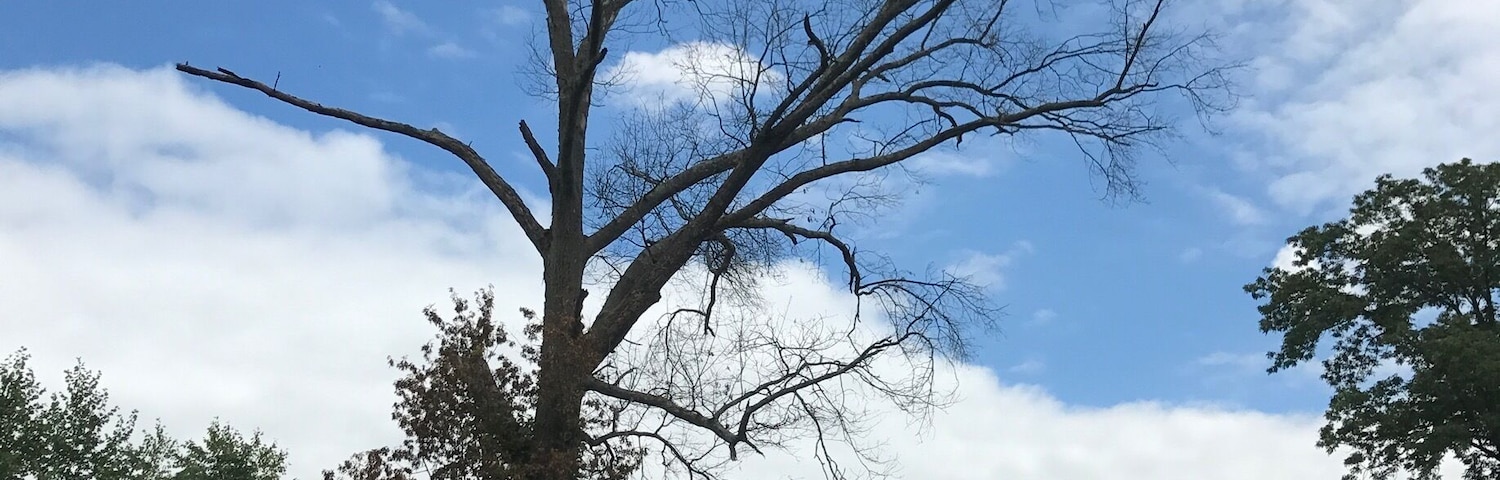 Love the look of old trees