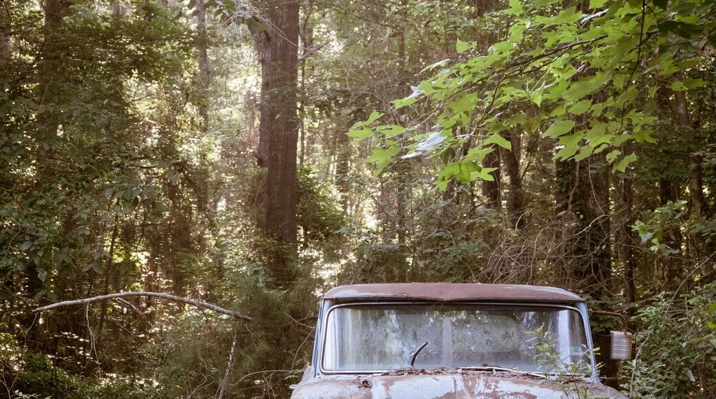 Texas beauty includes an endless assortment of classic vehicles in various states of decay. Nature always ultimately wins.