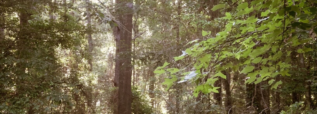 Texas beauty includes an endless assortment of classic vehicles in various states of decay. Nature always ultimately wins.