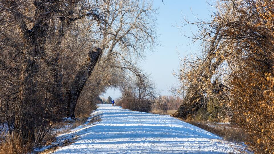 A snow-covered road flanked by leafless trees, leading to a distant figure.