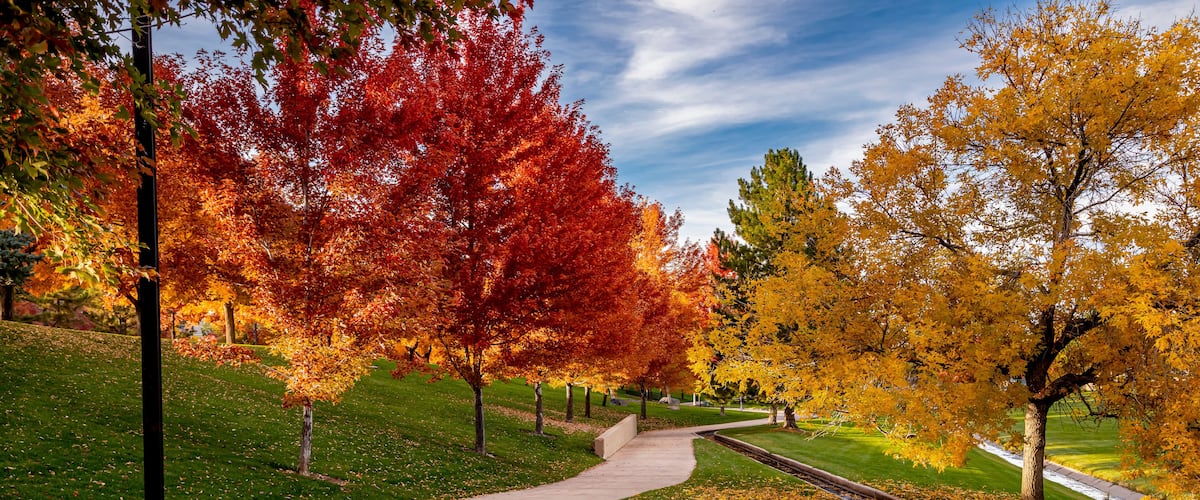 Peak Fall Color in south Denver Colorado urban park