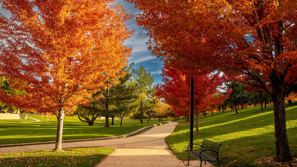 A park pathway lined with autumn-colored trees, a bench, and a clear sky.
