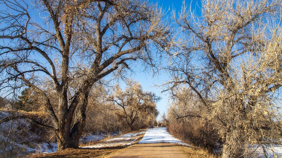 A snow-covered path flanked by leafless trees under a clear blue sky.