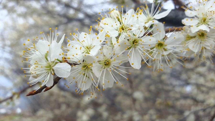 Spring brings blossoming trees all along the bike path.