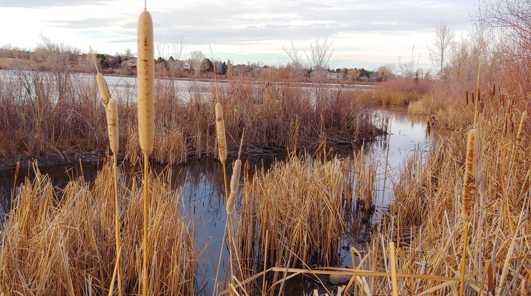 An evening in the South Plate Reservoir, Littleton.