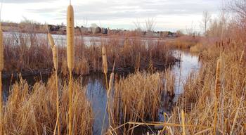 An evening in the South Plate Reservoir, Littleton.