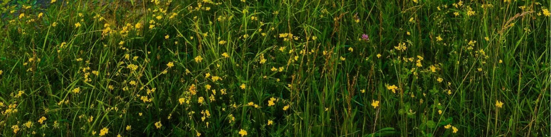A peaceful place to take some nice photos and from fishing.