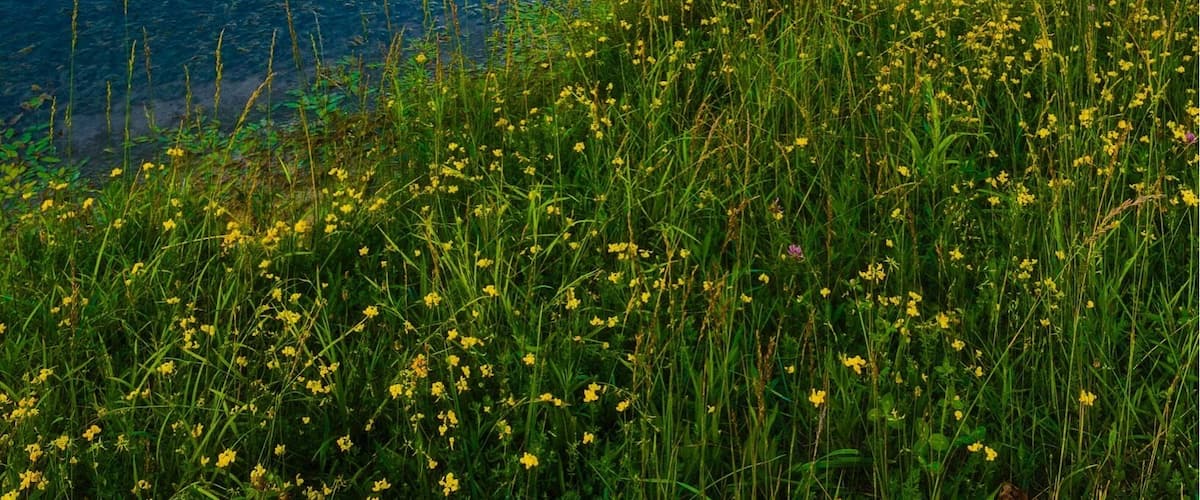 A calm lake with reflections of the sky and clouds, surrounded by green fields and yellow wildflowers.