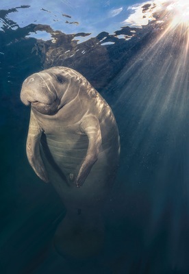"Sunshine on my Shoulder" Manatee photographed at Homosassa Springs, Florida