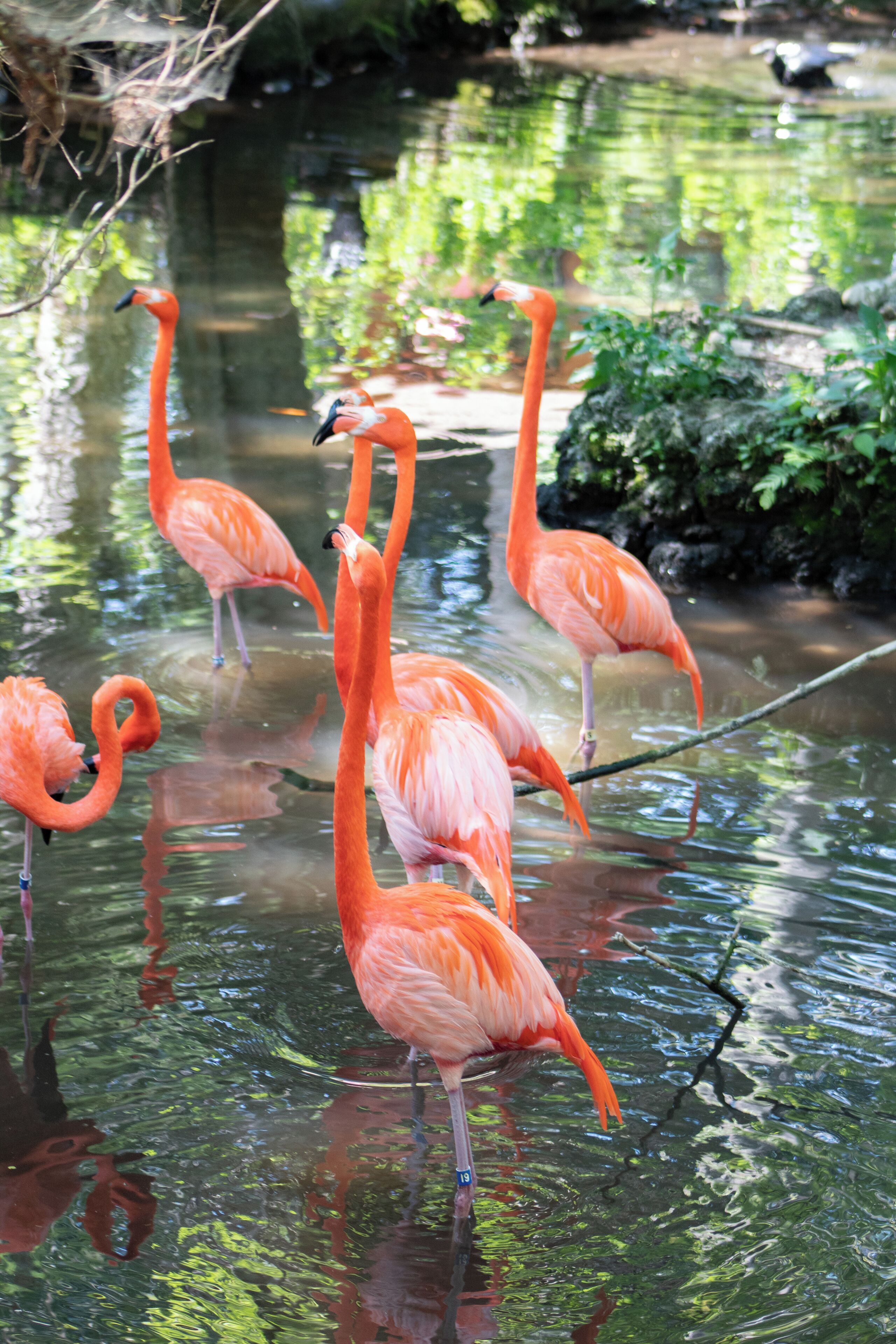 Beautiful Homosassa Springs Wildlife State Park has something for the entire family. Get to know the local wildlife in Florida and by taking a tour of their rehabilitational Wildlife State Park. Read the full travel guide here: https://thewalkingmermaid.com/blog/homosassa-springs-state-park