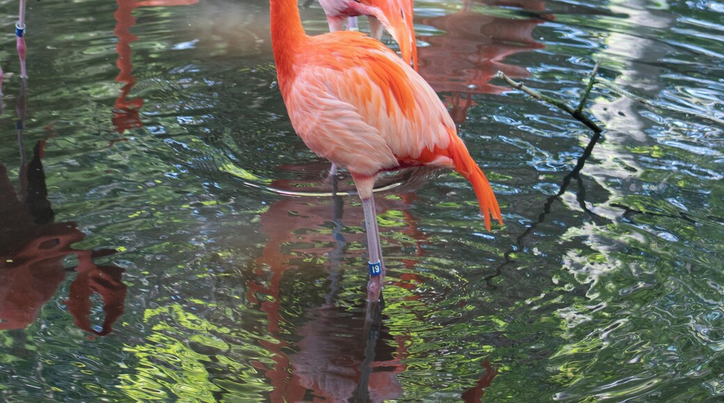 Beautiful Homosassa Springs Wildlife State Park has something for the entire family. Get to know the local wildlife in Florida and by taking a tour of their rehabilitational Wildlife State Park. Read the full travel guide here: https://thewalkingmermaid.com/blog/homosassa-springs-state-park