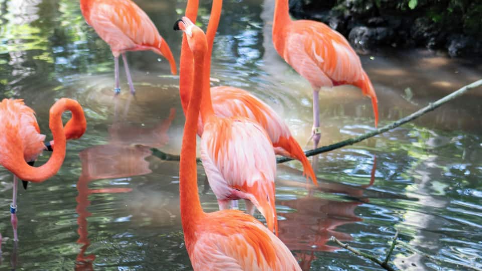 A group of flamingos standing in a pond with reflections of trees and foliage.