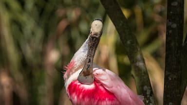 Preening Spoonbill