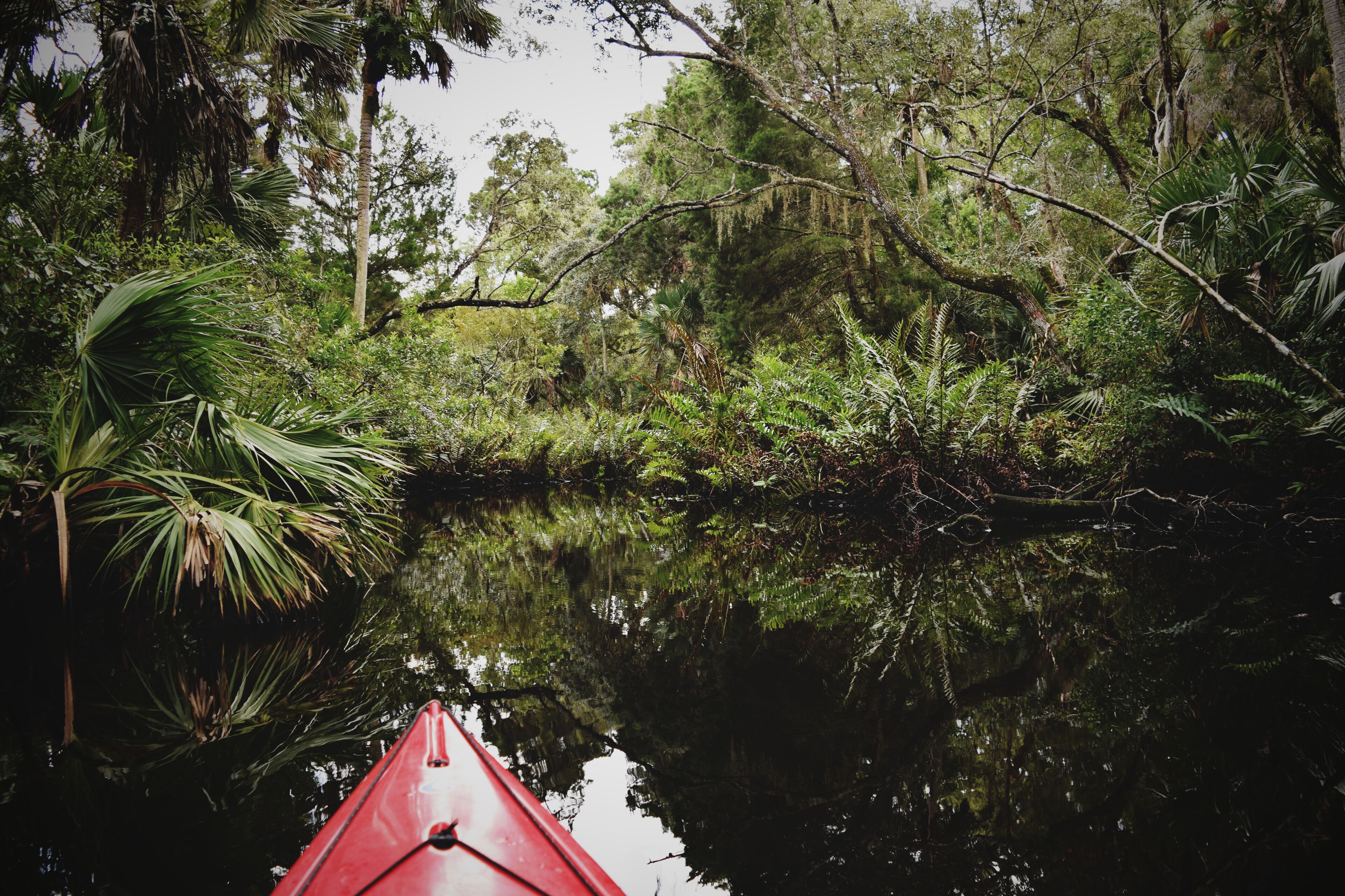 A red kayak on calm water surrounded by dense tropical foliage.