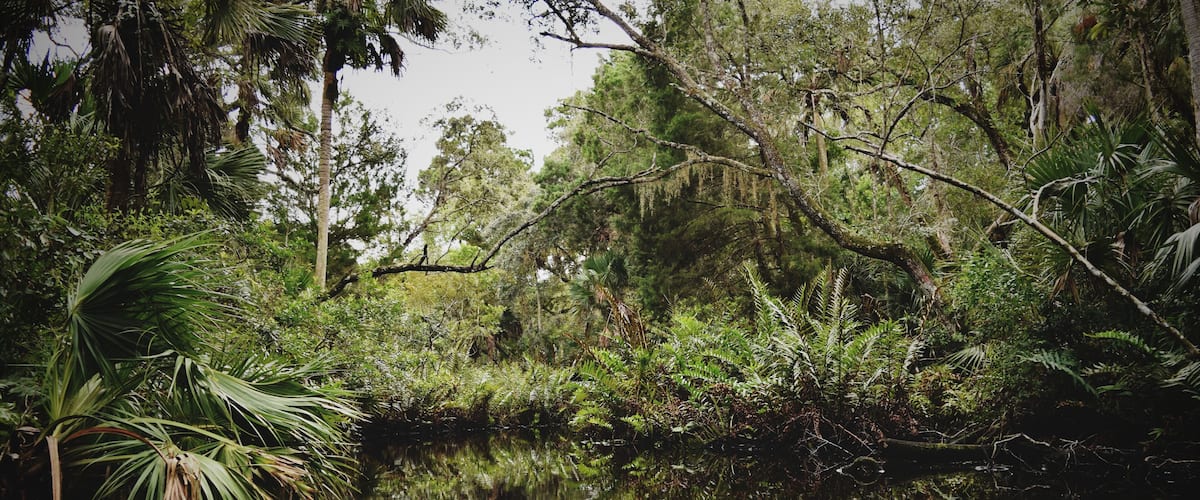 A red kayak on calm water surrounded by dense tropical foliage.