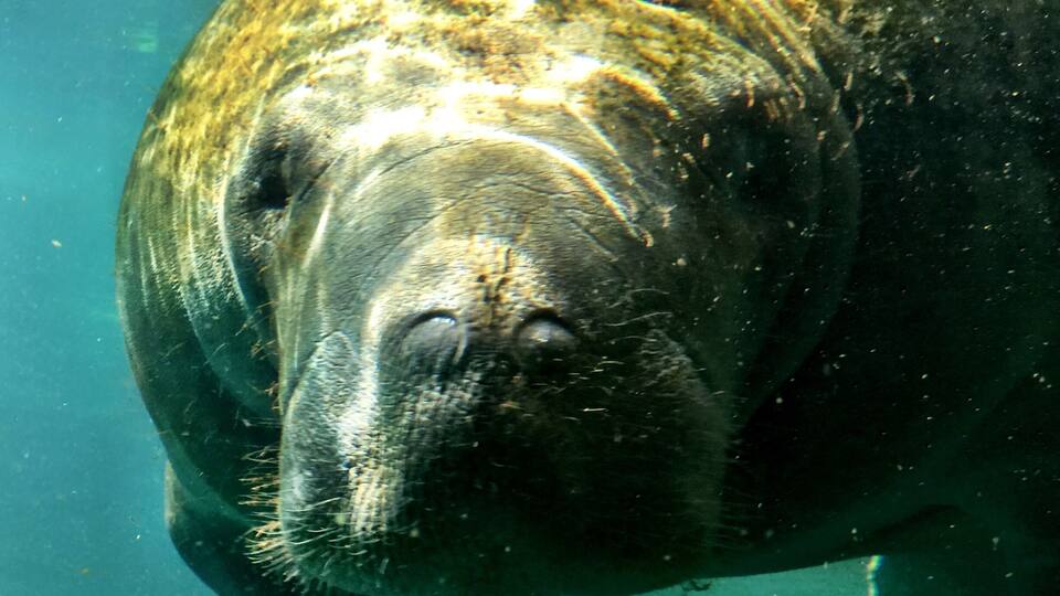 A close-up of a manatee's head underwater.