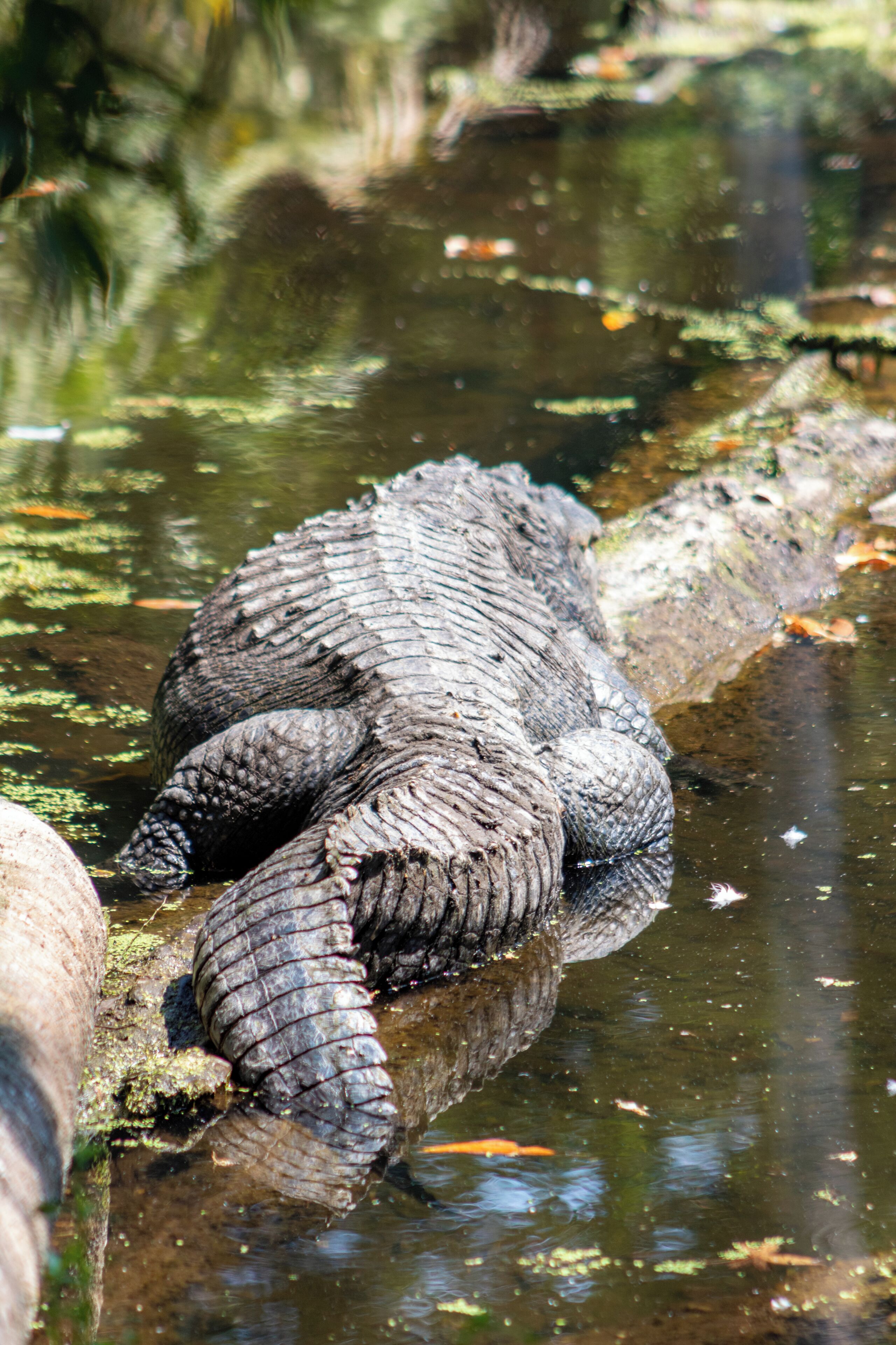 Beautiful Homosassa Springs Wildlife State Park has something for the entire family. Get to know the local wildlife in Florida and by taking a tour of their rehabilitational Wildlife State Park. Read the full travel guide here: https://thewalkingmermaid.com/blog/homosassa-springs-state-park