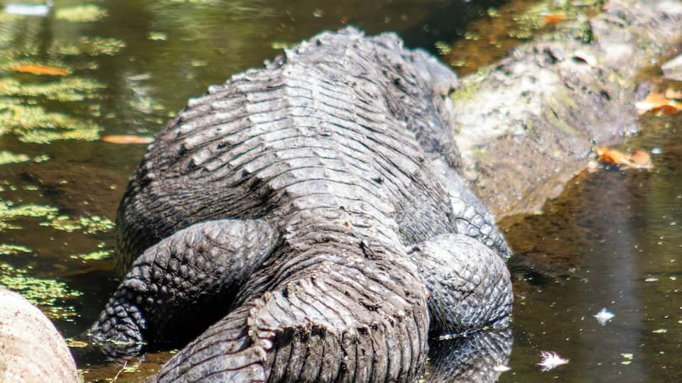 A crocodile resting on a log in a water body with surrounding vegetation.