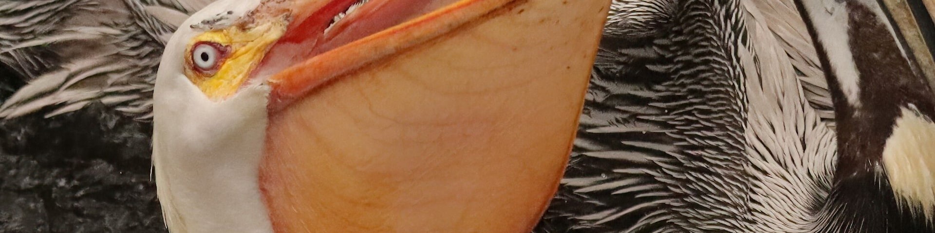 A pelican with an open beak, likely feeding.