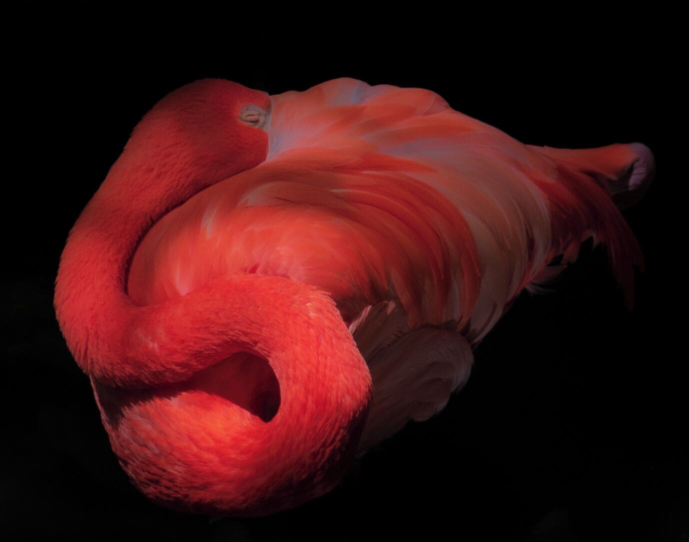 Sleepy Flamingos