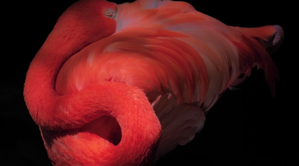 Sleepy Flamingos