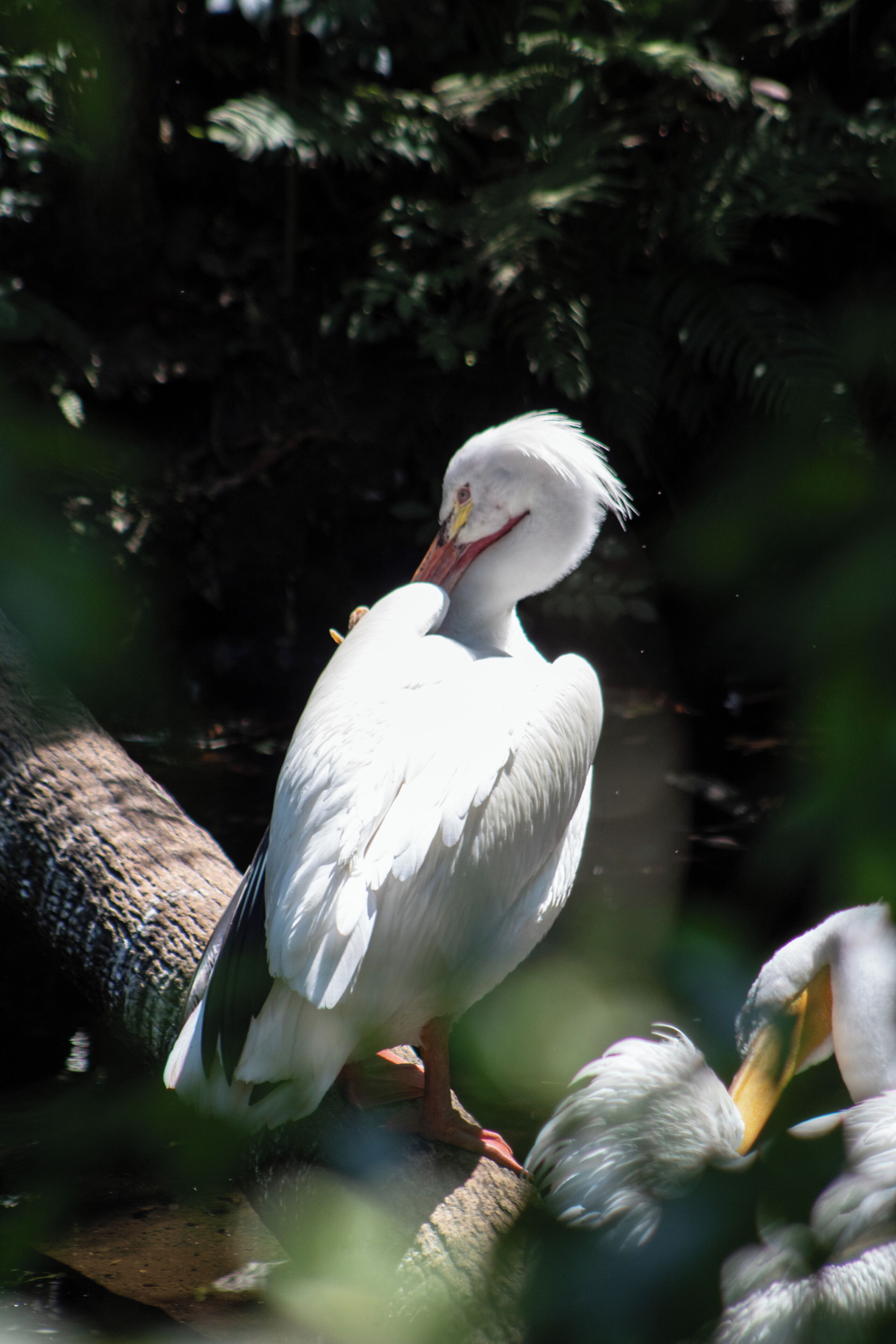 Beautiful Homosassa Springs Wildlife State Park has something for the entire family. Get to know the local wildlife in Florida and by taking a tour of their rehabilitational Wildlife State Park. Read the full travel guide here: https://thewalkingmermaid.com/blog/homosassa-springs-state-park