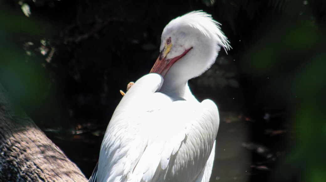Beautiful Homosassa Springs Wildlife State Park has something for the entire family. Get to know the local wildlife in Florida and by taking a tour of their rehabilitational Wildlife State Park. Read the full travel guide here: https://thewalkingmermaid.com/blog/homosassa-springs-state-park