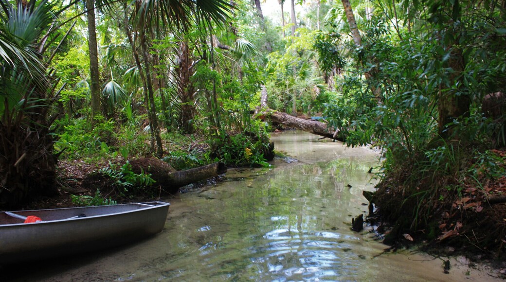 We Kayaked deep into the forest to find the cold clear spring head water bubbling from a crack in the earth. The Locals say beware of snakes, large alligators and terrible mosquito's, but we avoided all.