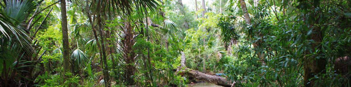 We Kayaked deep into the forest to find the cold clear spring head water bubbling from a crack in the earth. The Locals say beware of snakes, large alligators and terrible mosquito's, but we avoided all.