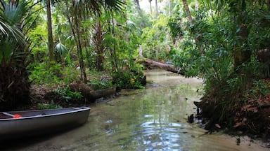 Um rio estreito com uma canoa, cercado por vegetação tropical densa.