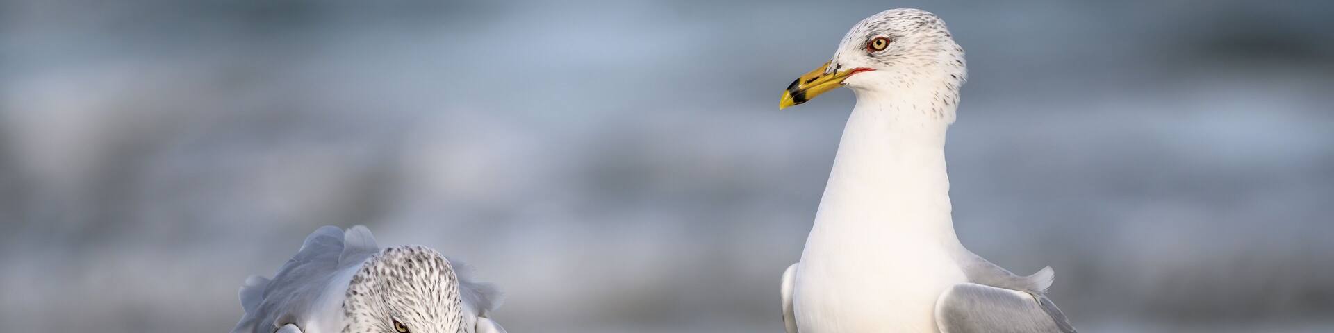 Ring Billed Gulls on the Gulf Coast