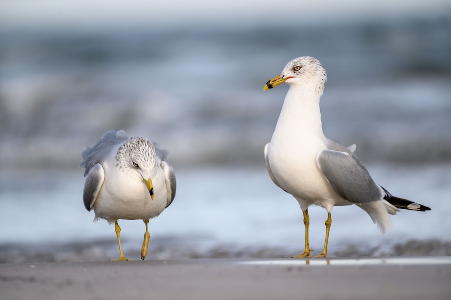 Duas gaivotas em uma praia, com o oceano ao fundo.