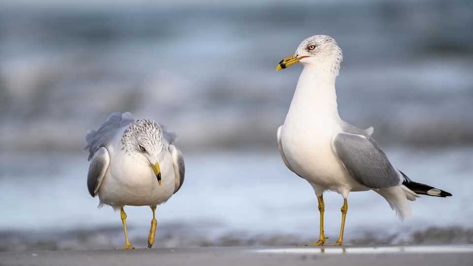 Two seagulls on a beach with the ocean in the background.