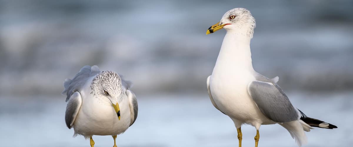 Two seagulls on a beach with the ocean in the background.