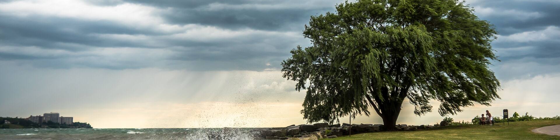 Lakewood Park Tree