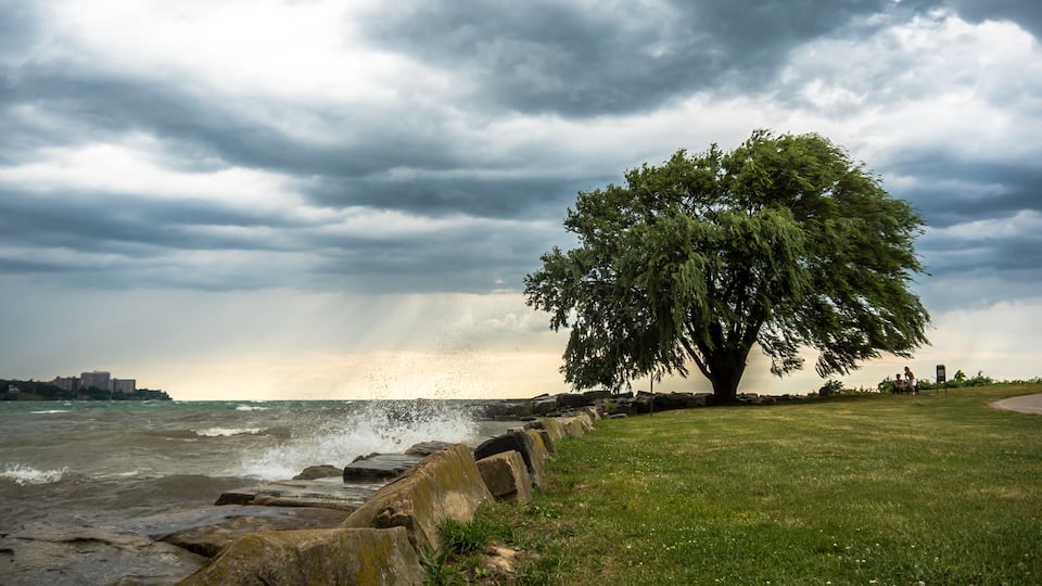 A coastal landscape with a large tree, rocky shoreline, and a city in the distance under a cloudy sky.