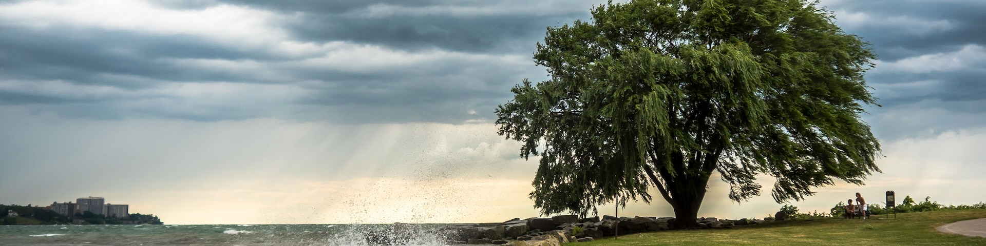 Lakewood Park Tree