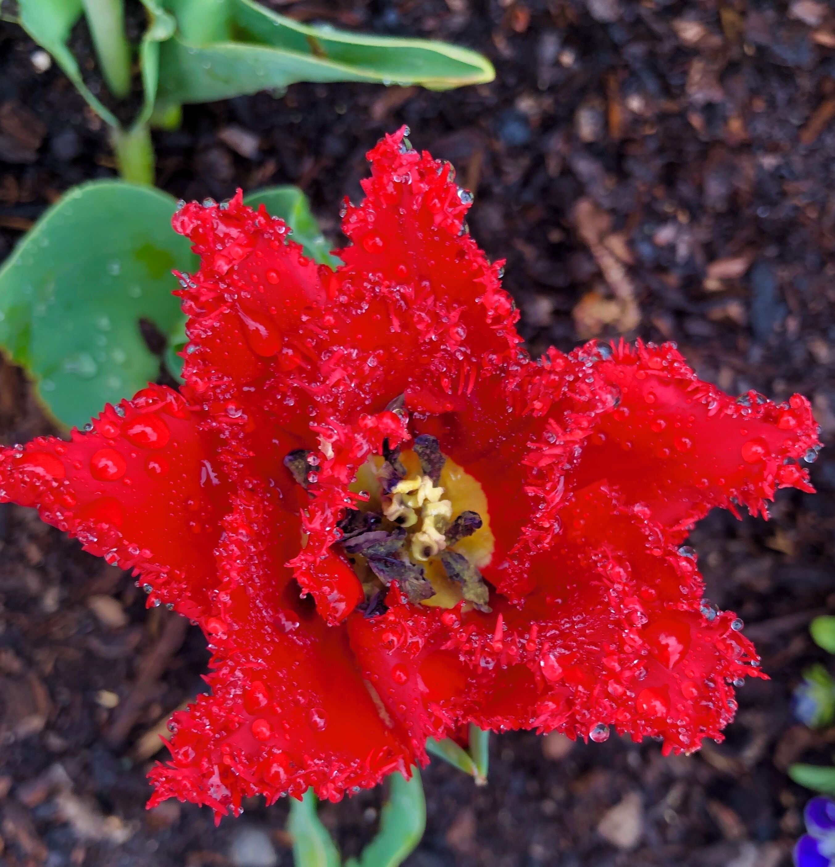 Ashton Gardens at thanksgiving Point