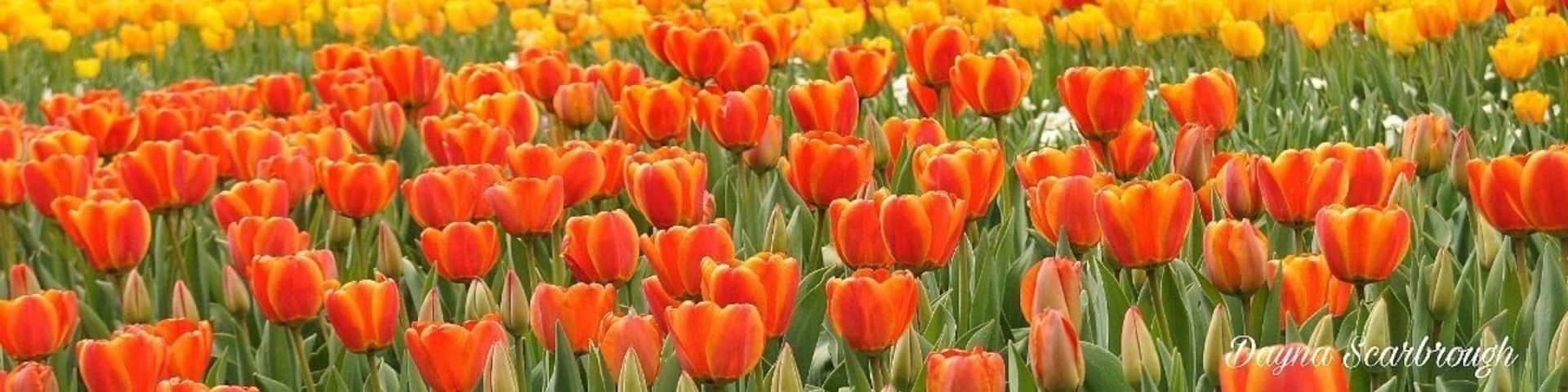 Tulip Festival! Every spring Thanksgiving point has a tulip festival with thousands of tulips. Absolutely Amazing! #tulips #thanksgivingpoint #spring #panoramic