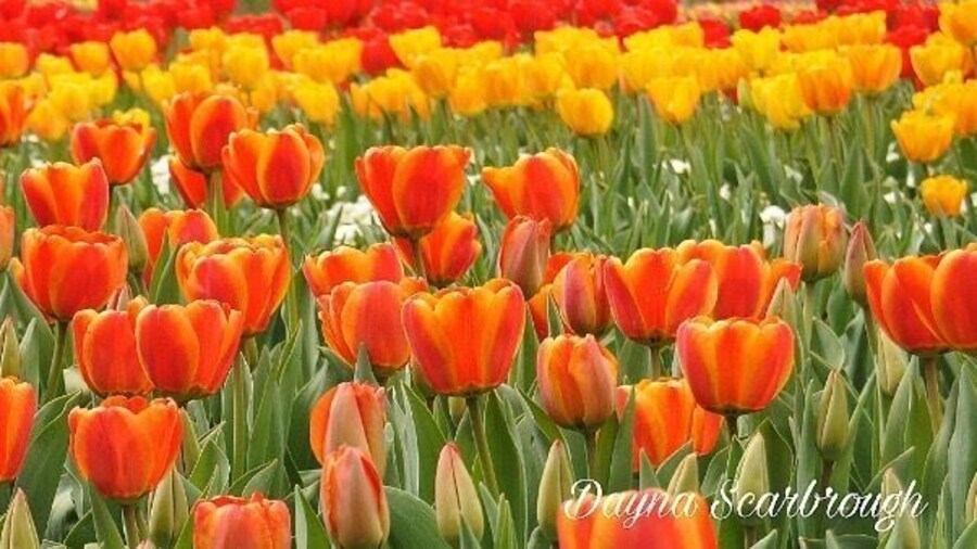 Tulip Festival! Every spring Thanksgiving point has a tulip festival with thousands of tulips. Absolutely Amazing! #tulips #thanksgivingpoint #spring #panoramic